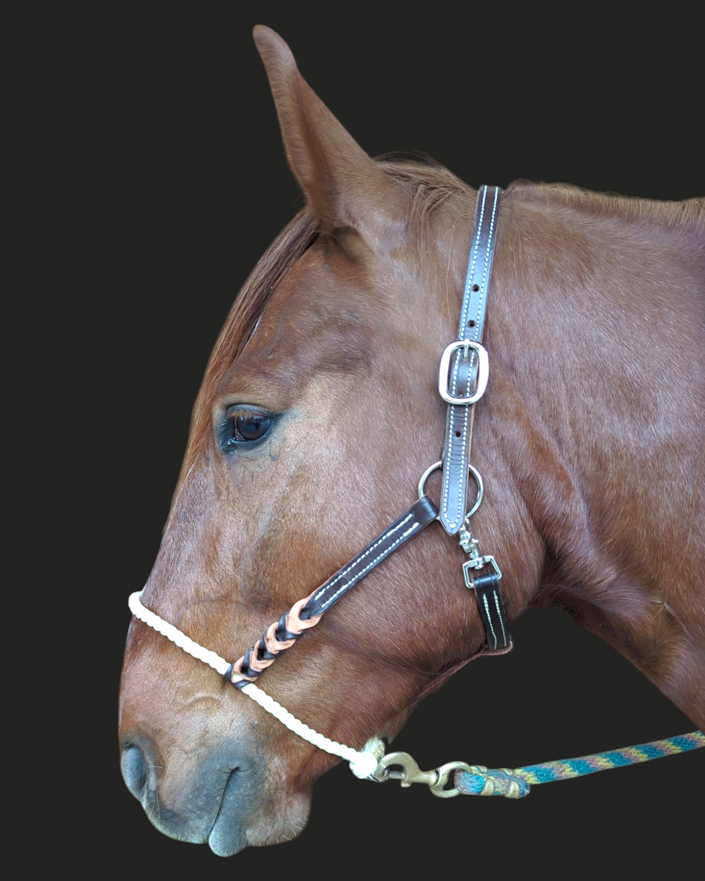 Lederhalfter mit Lasso